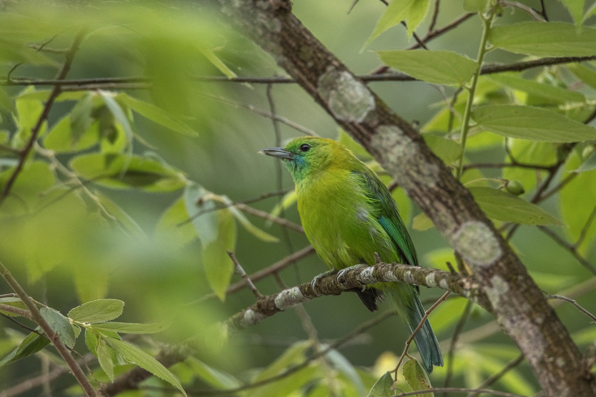 Blue-winged Leafbird - Thanyarat Sukruan