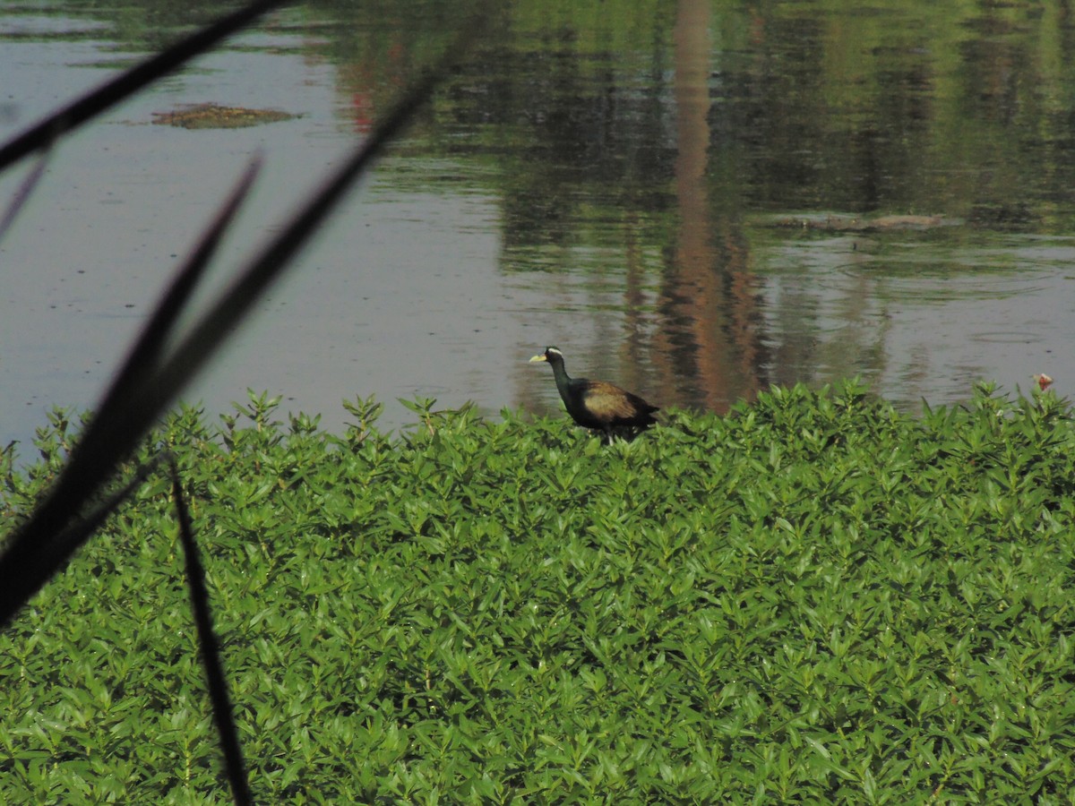 Bronze-winged Jacana - Mayur K. Setty