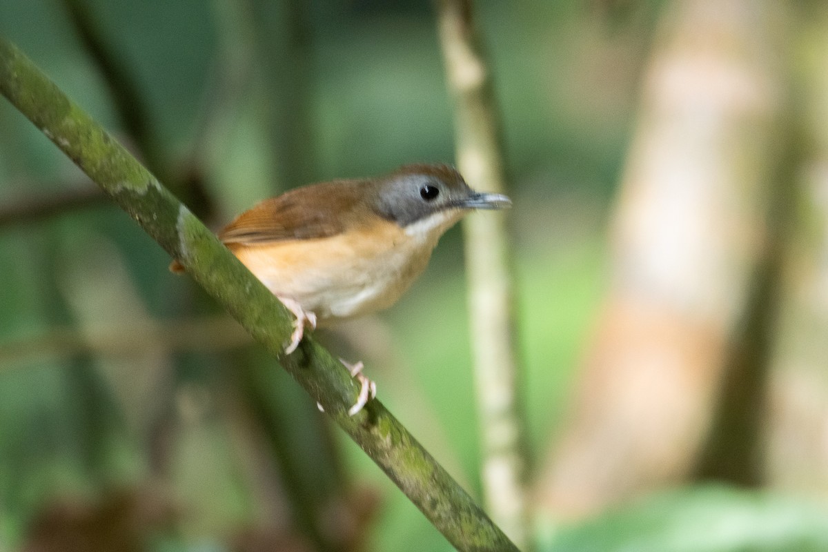 Short-tailed Babbler - Thanyarat Sukruan