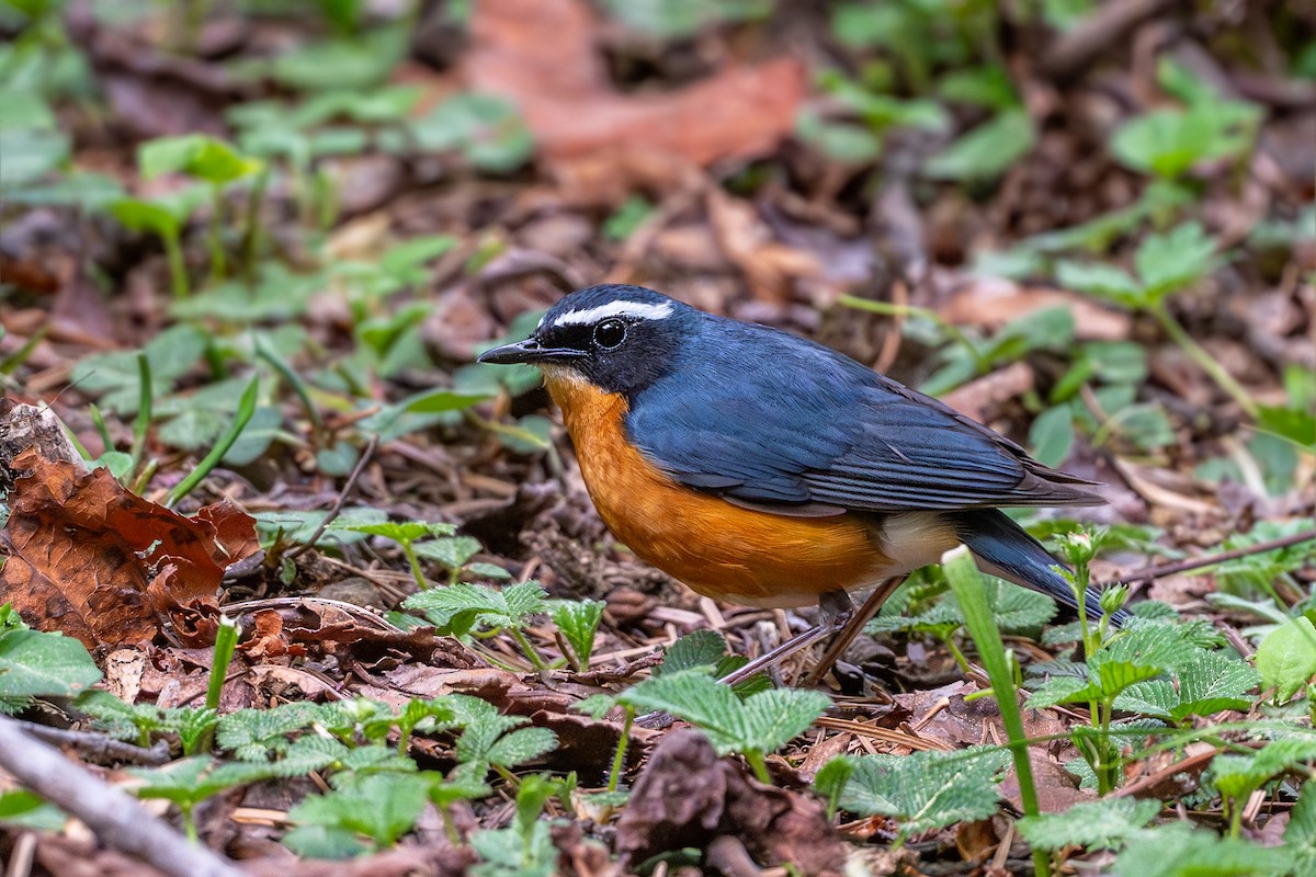 Indian Blue Robin - ML619438870