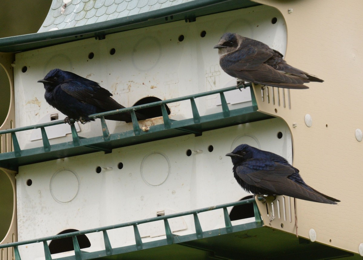 Purple Martin - ML619438872