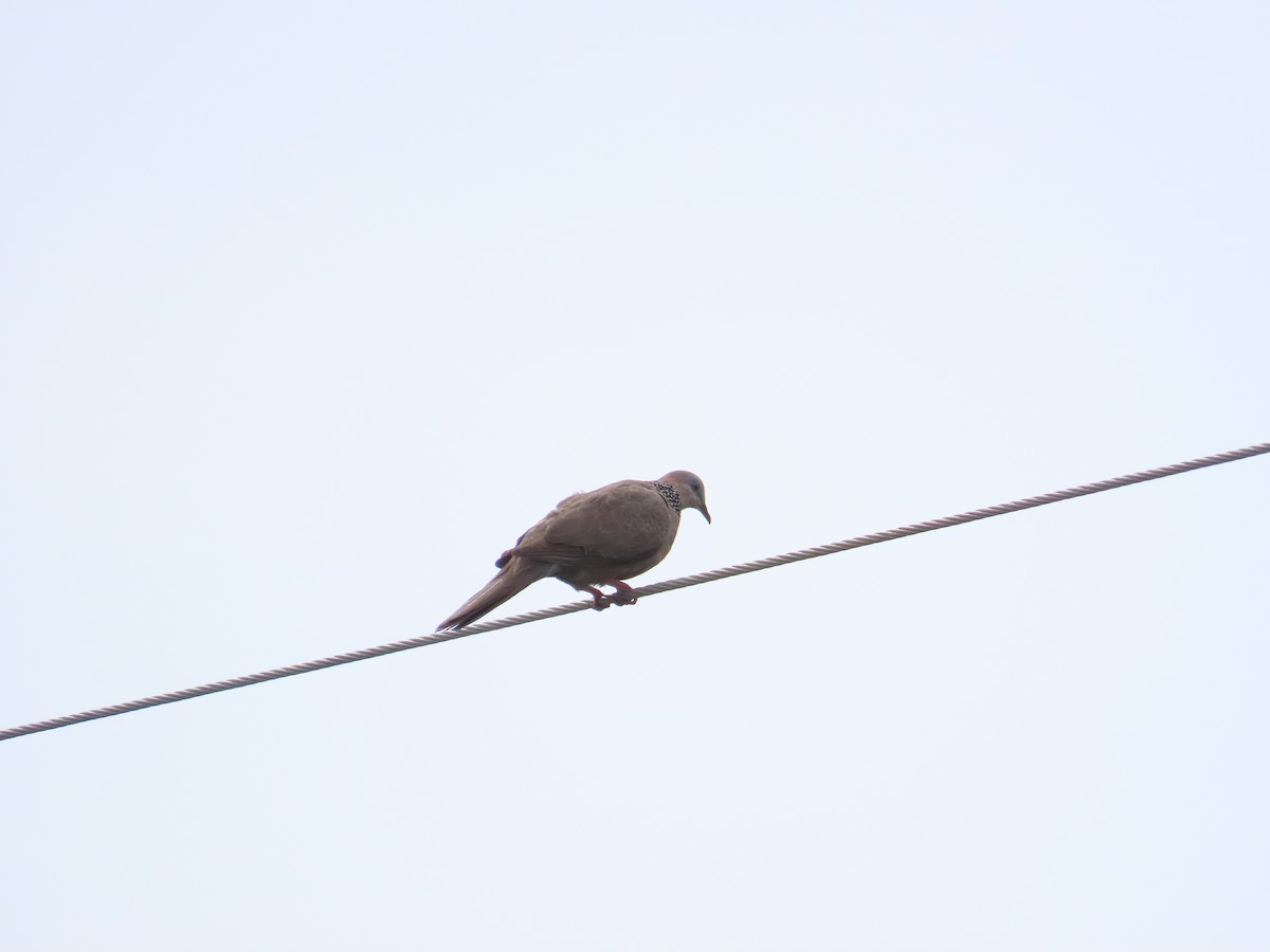 Spotted Dove - 韋勳 陳