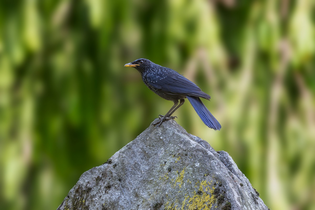 Blue Whistling-Thrush - ML619438881