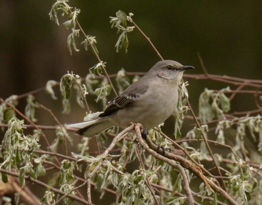 Northern Mockingbird - Daniel DeLapp