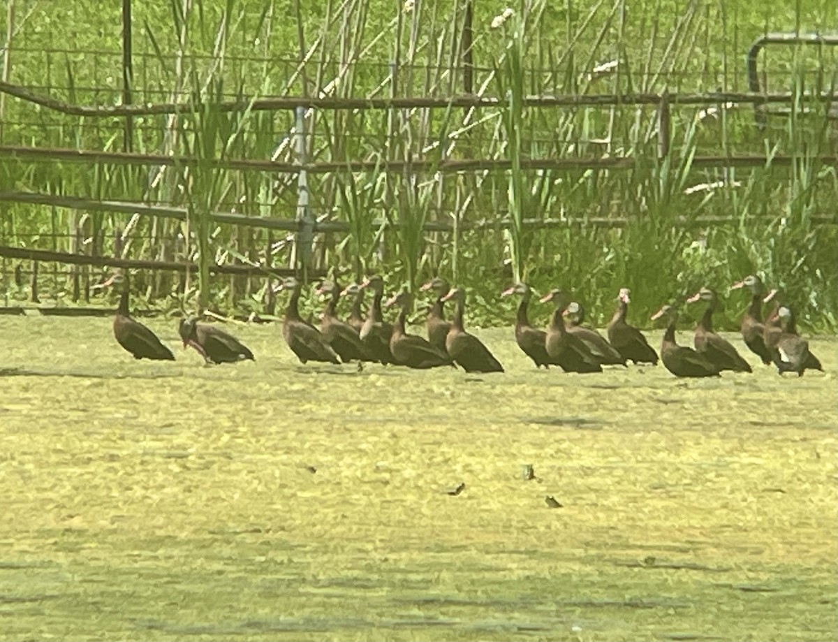 Black-bellied Whistling-Duck - Paige O