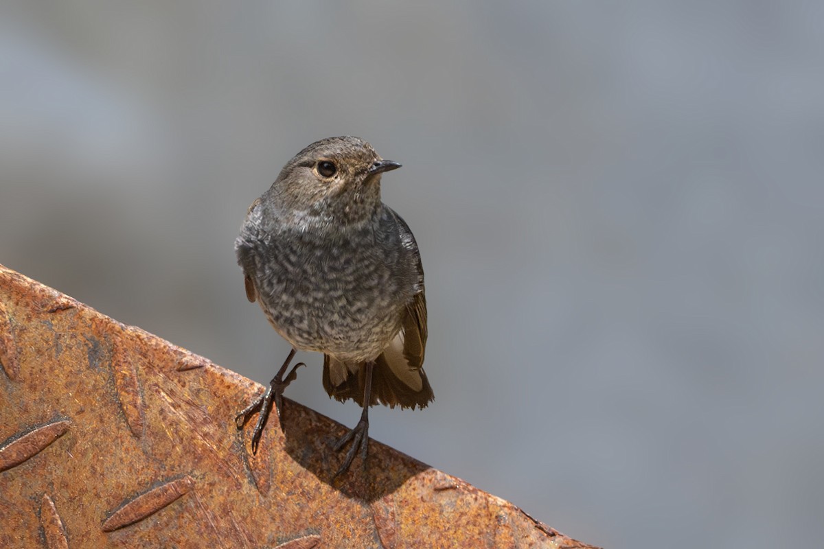 Plumbeous Redstart - Vivek Saggar