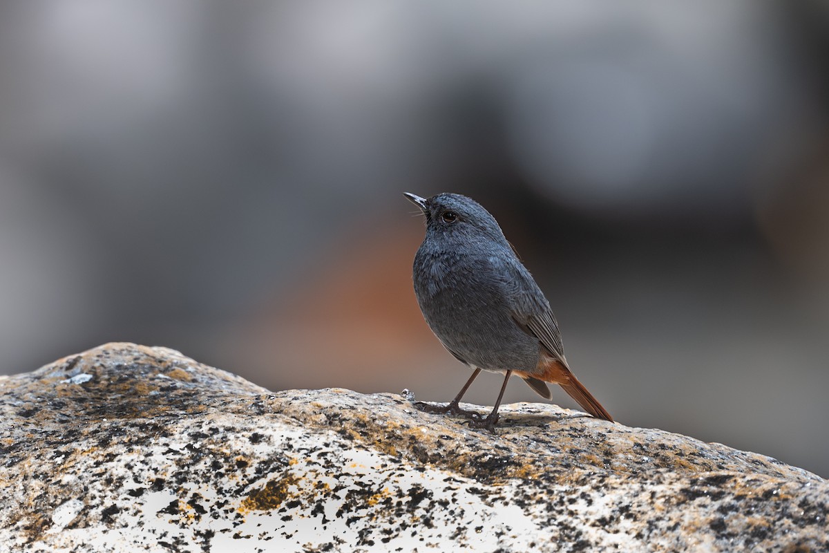 Plumbeous Redstart - ML619438899