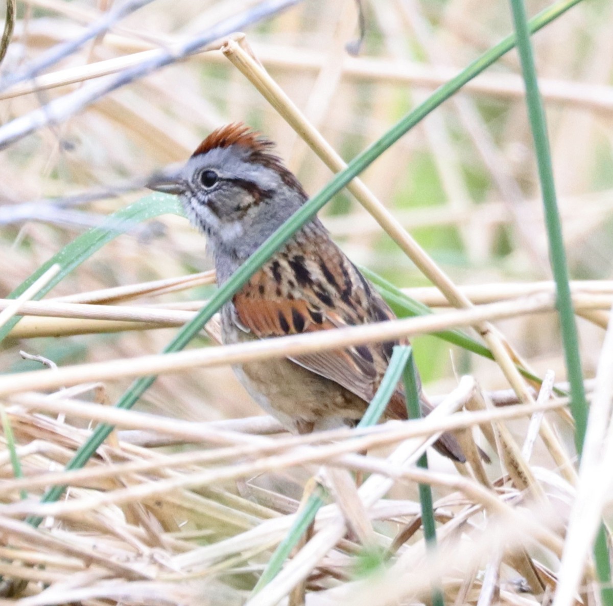 Swamp Sparrow - Mark Ross