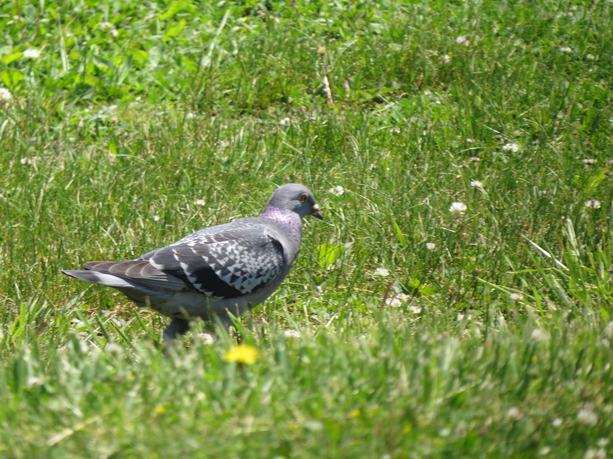 Rock Pigeon (Feral Pigeon) - Melanie Mitchell