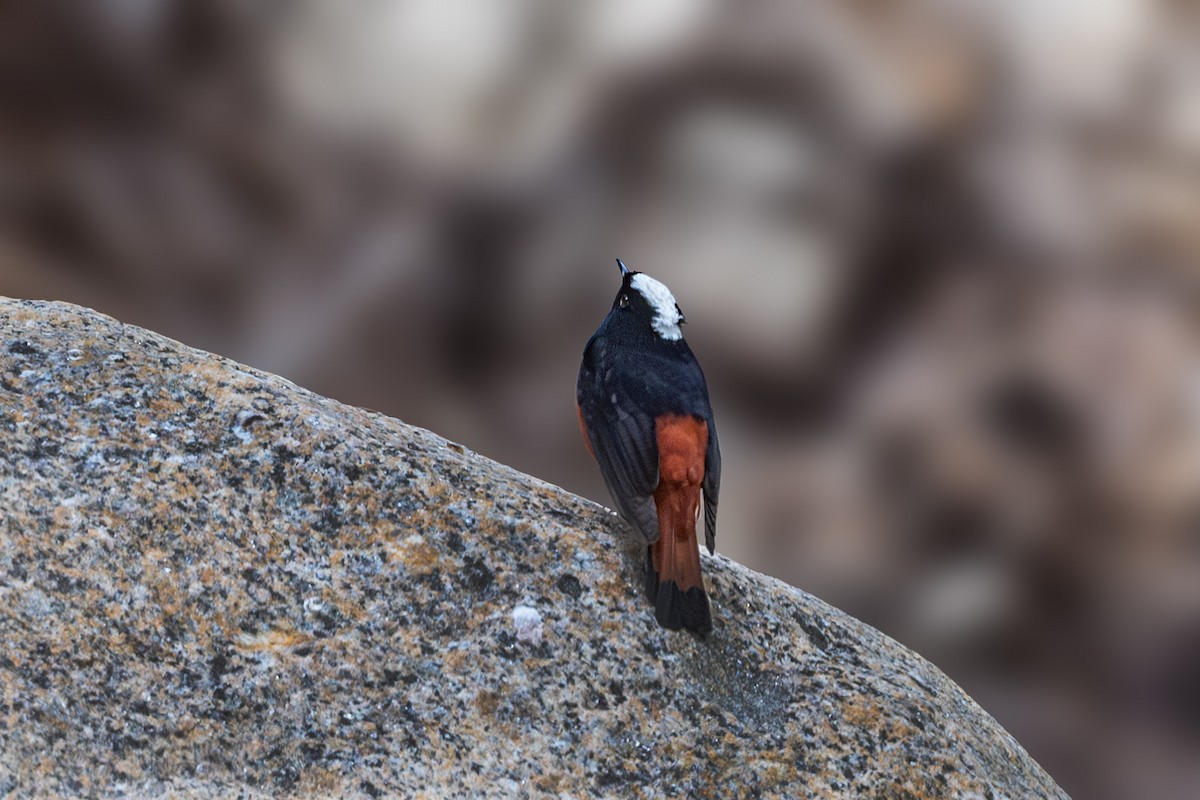 White-capped Redstart - ML619438902