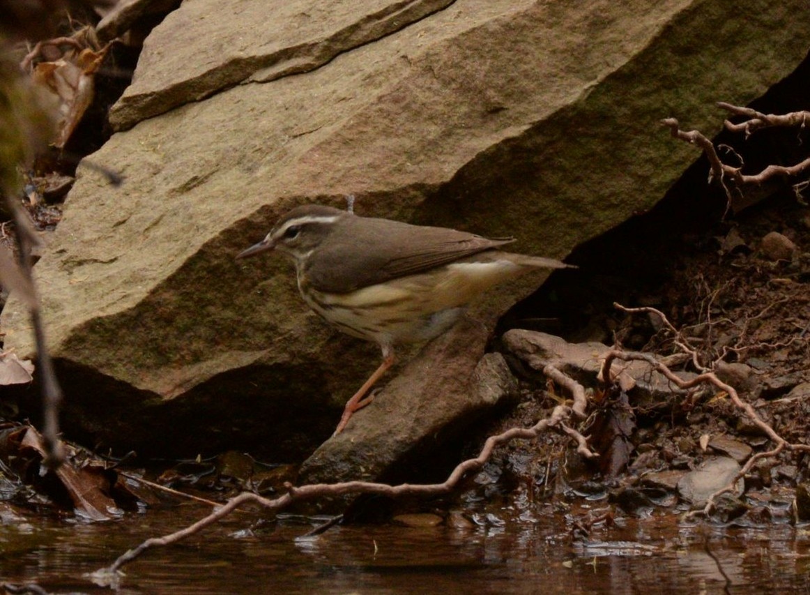 Louisiana Waterthrush - ML619438906