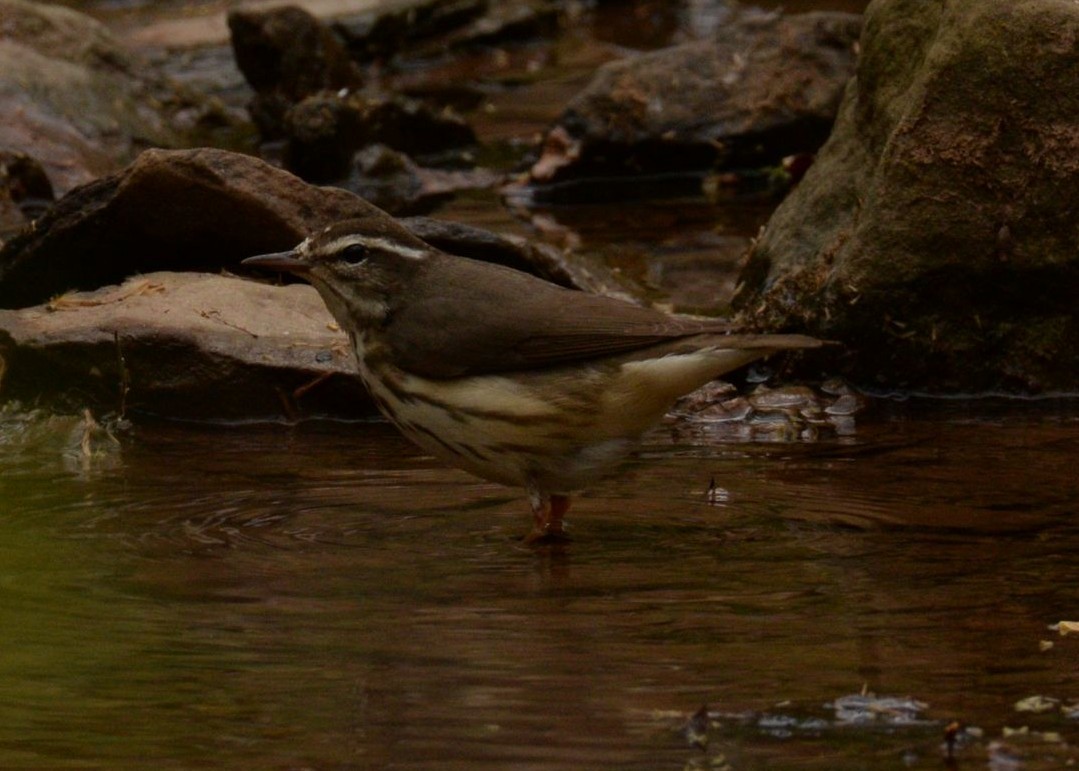 Louisiana Waterthrush - ML619438907