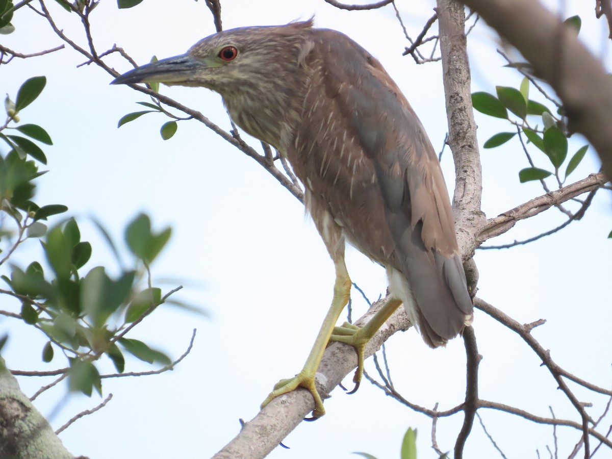 Black-crowned Night Heron - 韋勳 陳