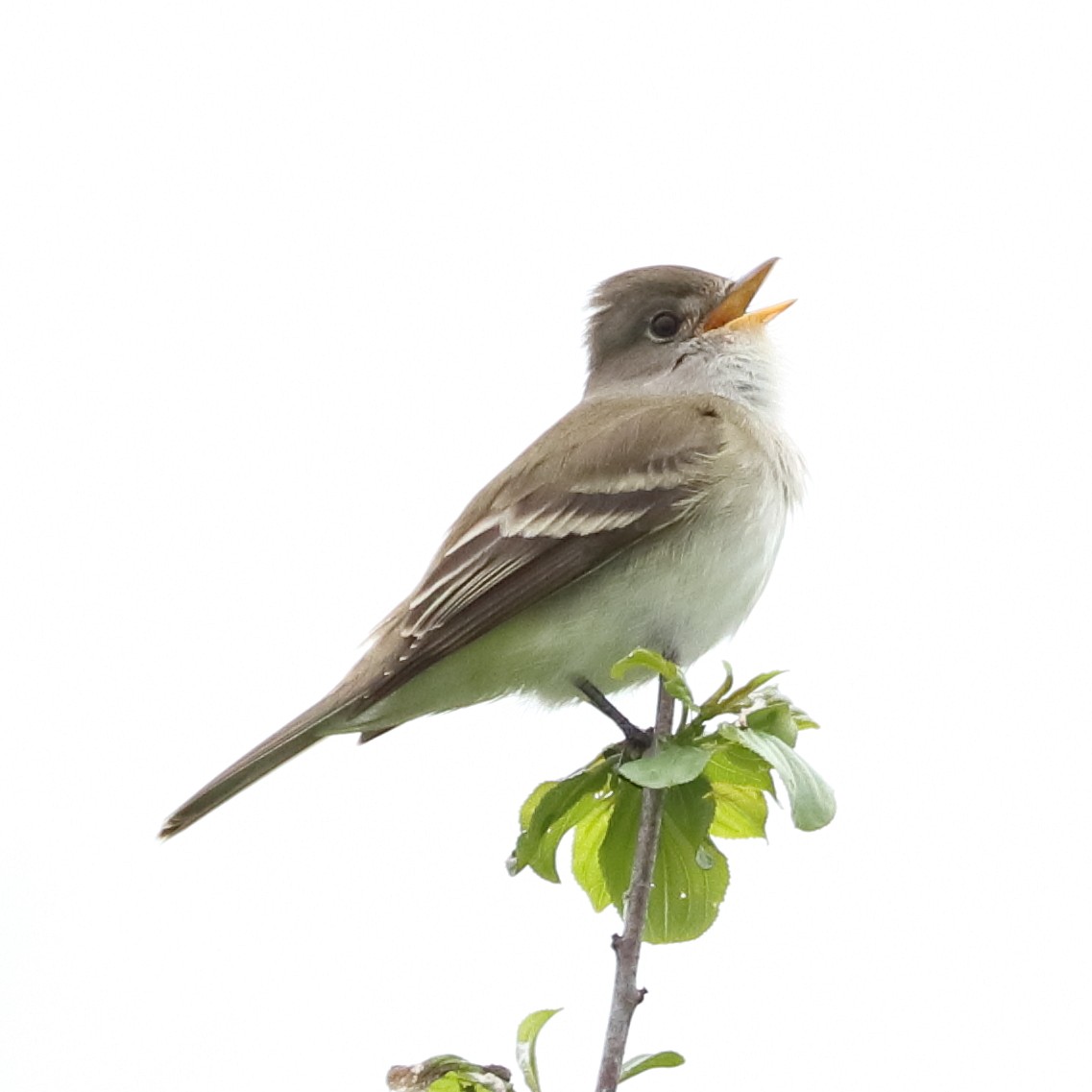 Willow Flycatcher - Mark Ross