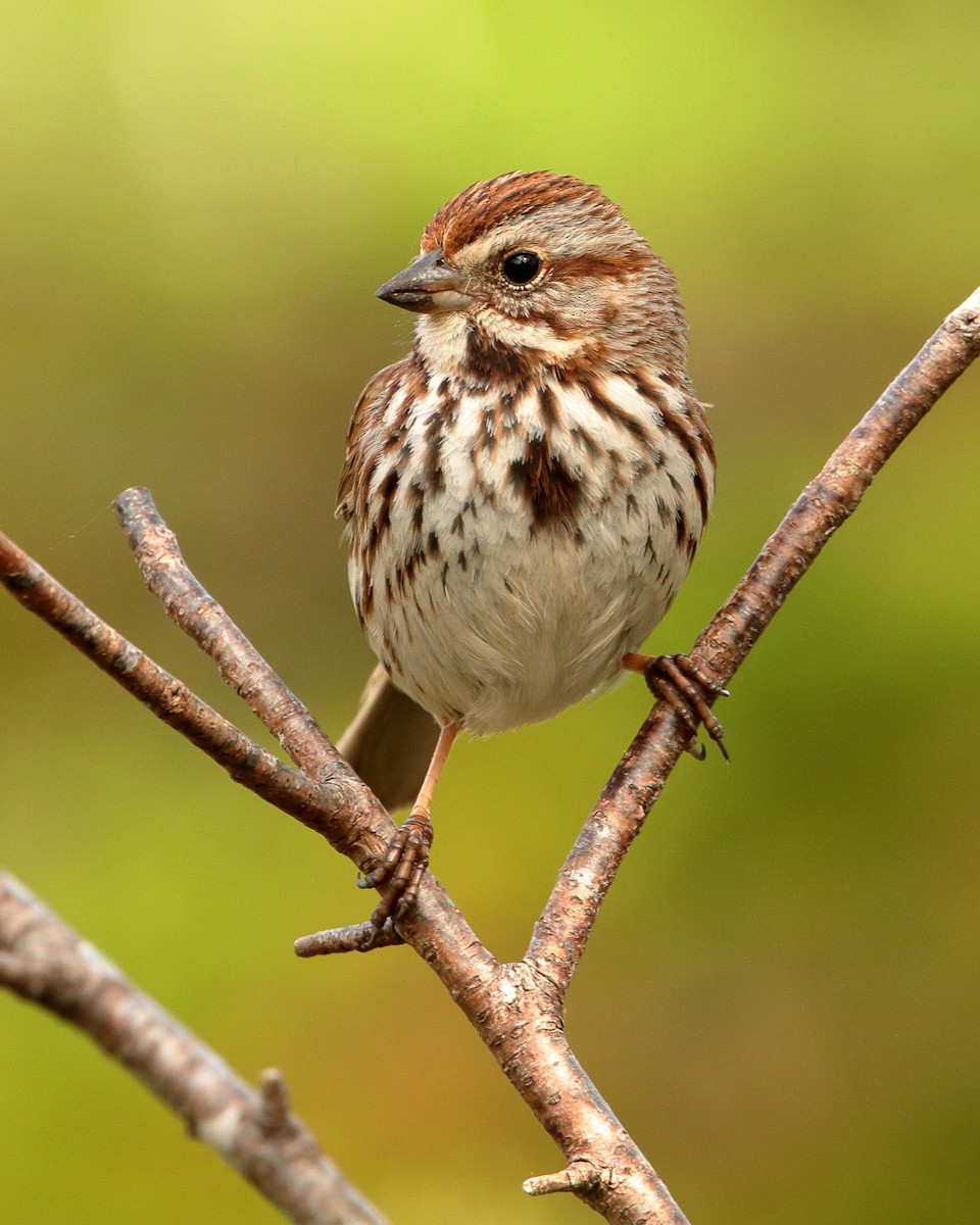 Song Sparrow - Wes Slauenwhite