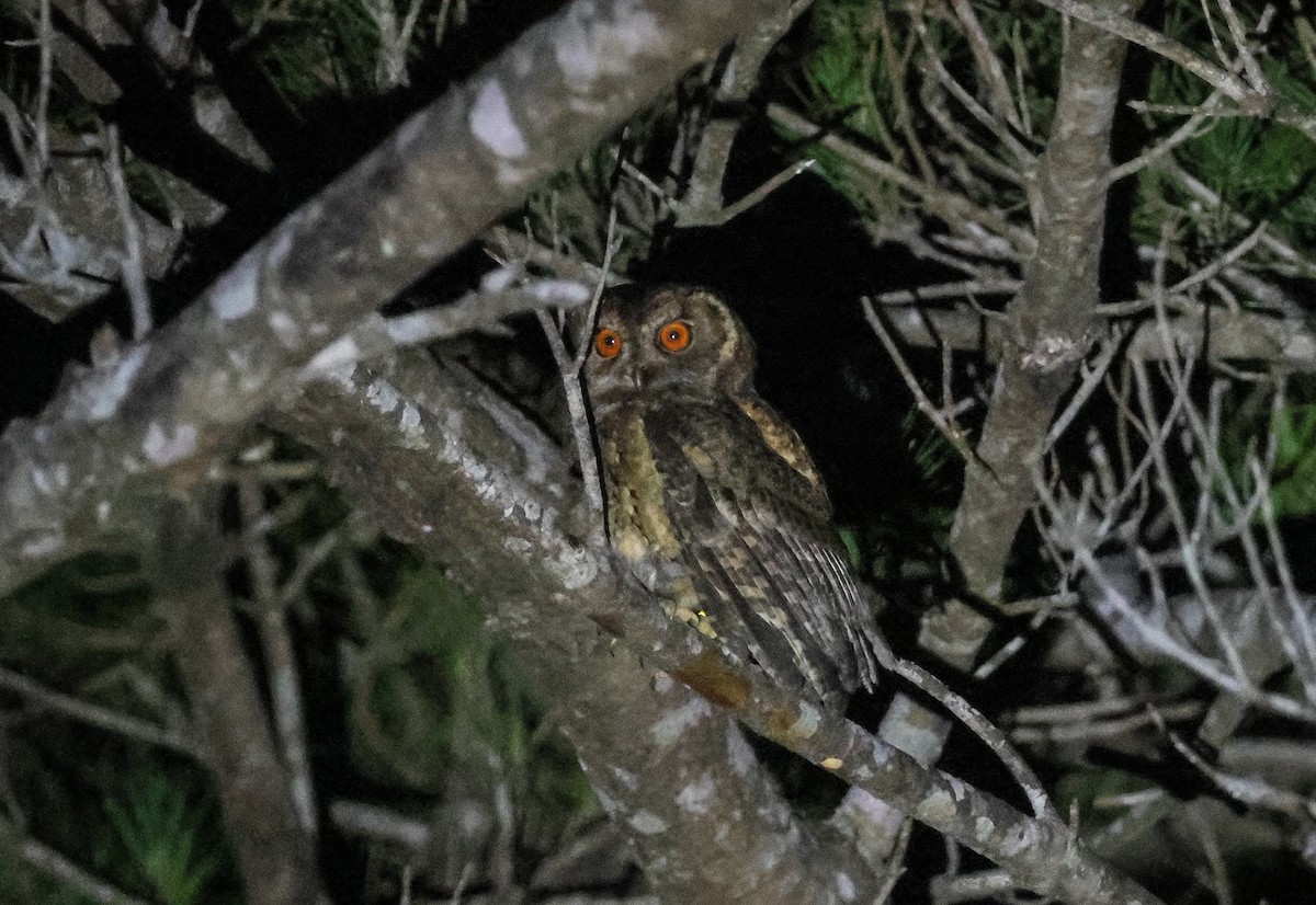 Japanese Scops-Owl - Krit Adirek