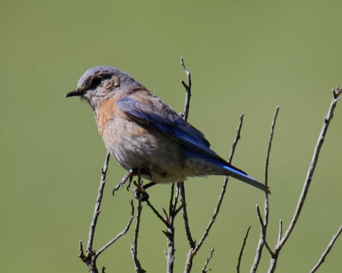 Western Bluebird - Linda Dalton