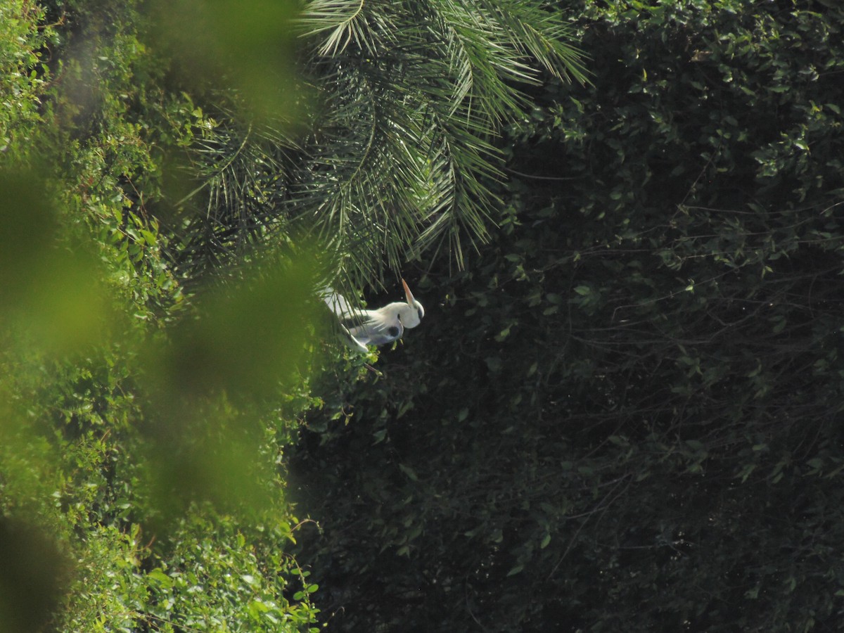 Gray Heron - Mayur K. Setty