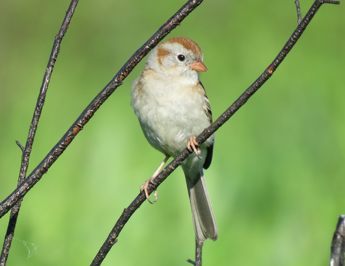 Field Sparrow - ML619438949