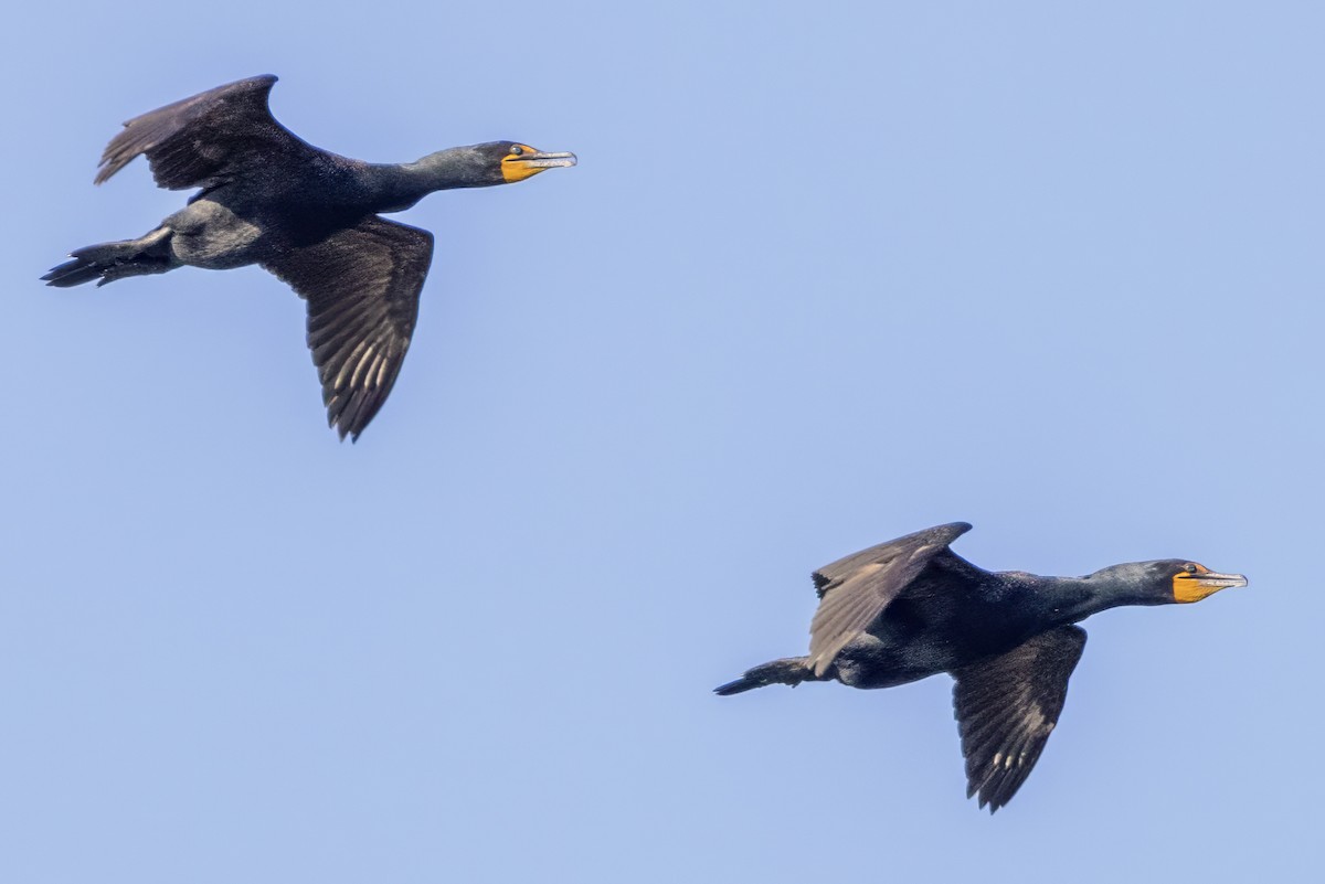 Double-crested Cormorant - Scott Young