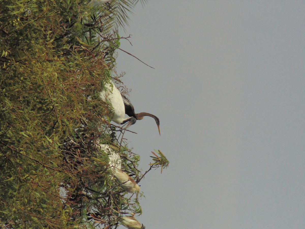 Oriental Darter - Mayur K. Setty