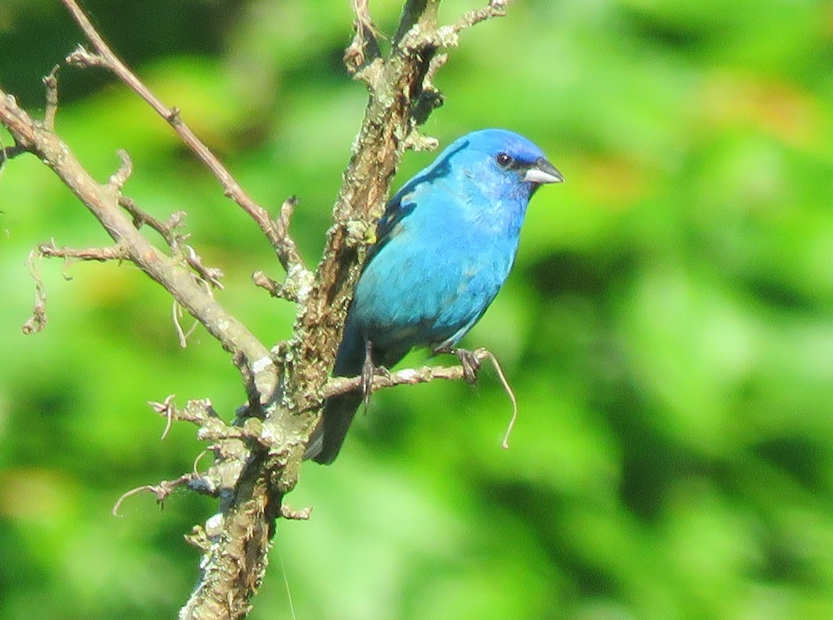 Indigo Bunting - Anonymous