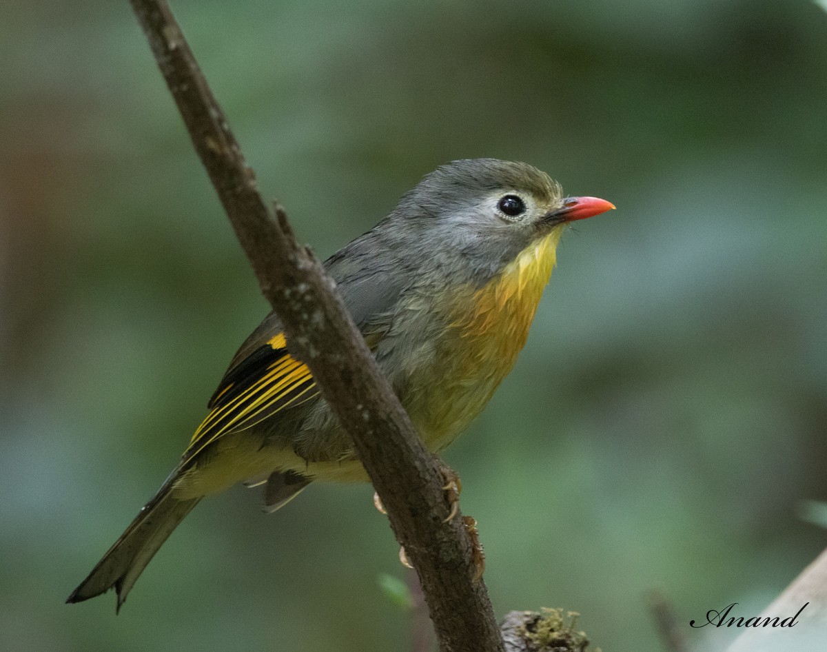 Red-billed Leiothrix - Anand Singh