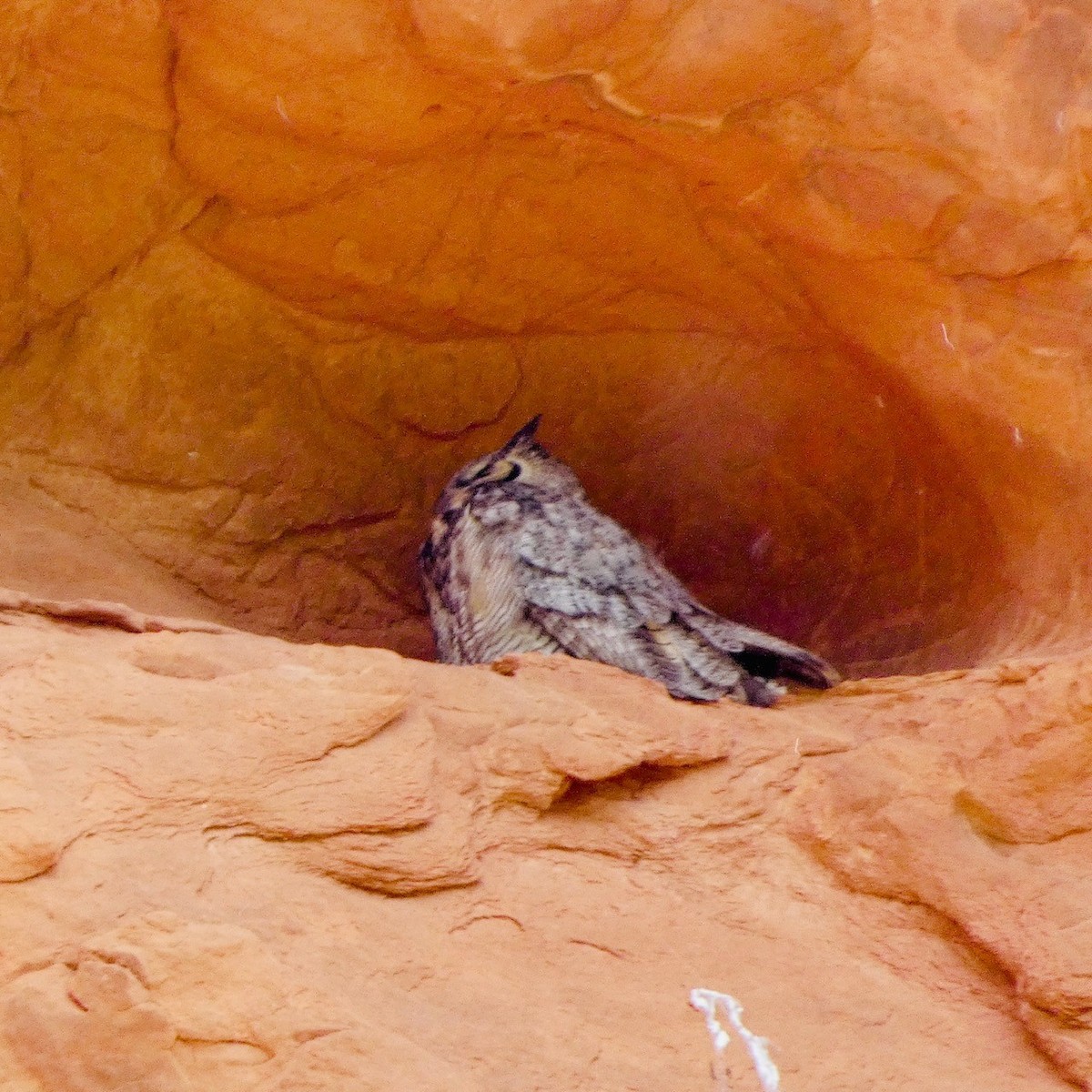 Great Horned Owl - ML619438982