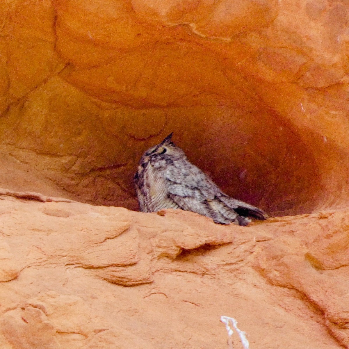 Great Horned Owl - Melissa Wetzig