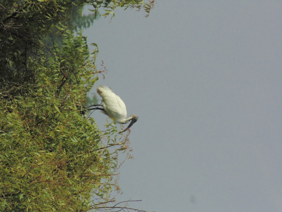 Black-headed Ibis - Mayur K. Setty