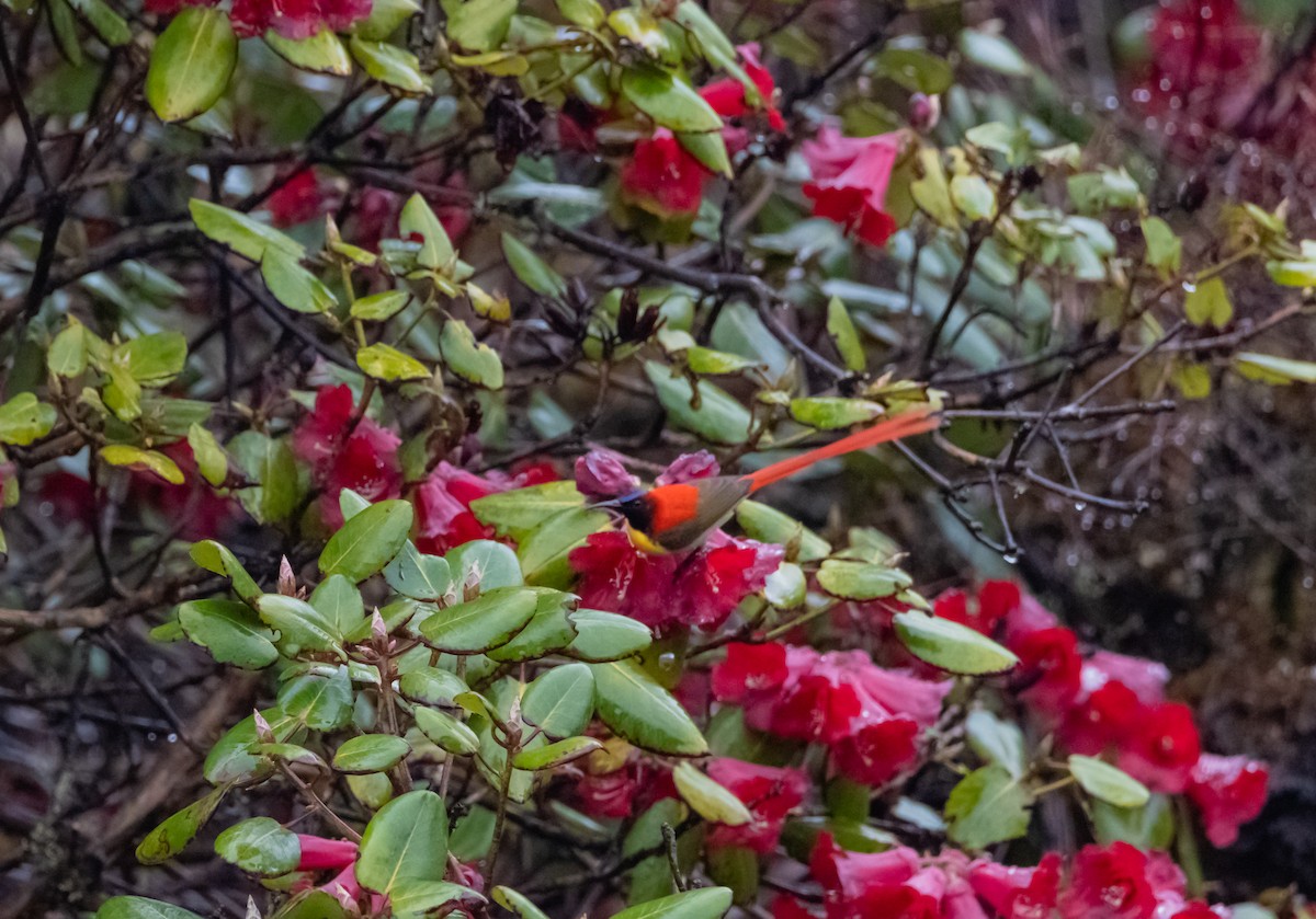 Fire-tailed Sunbird - Arun Raghuraman