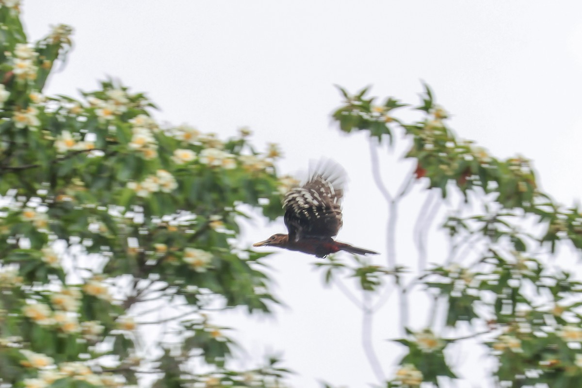 Okinawa Woodpecker - Krit Adirek