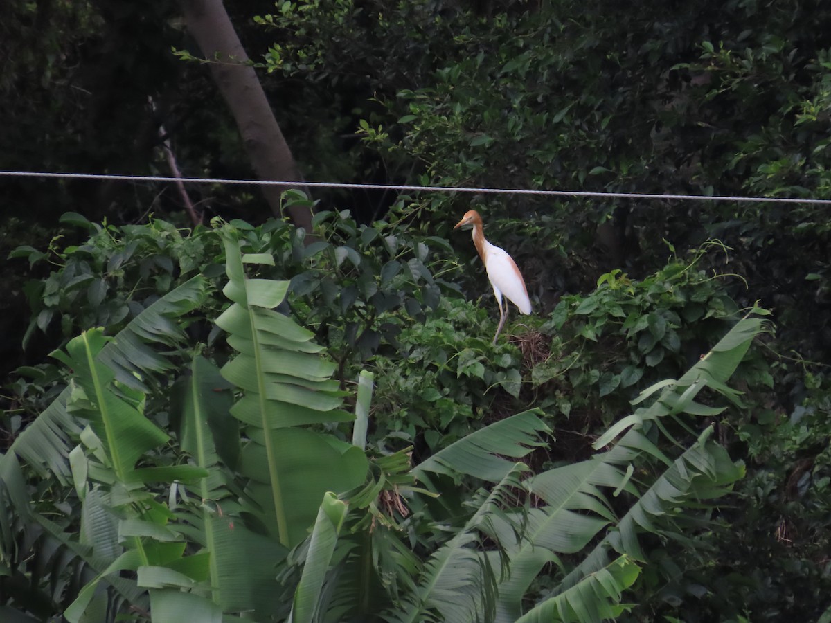 Eastern Cattle Egret - 韋勳 陳