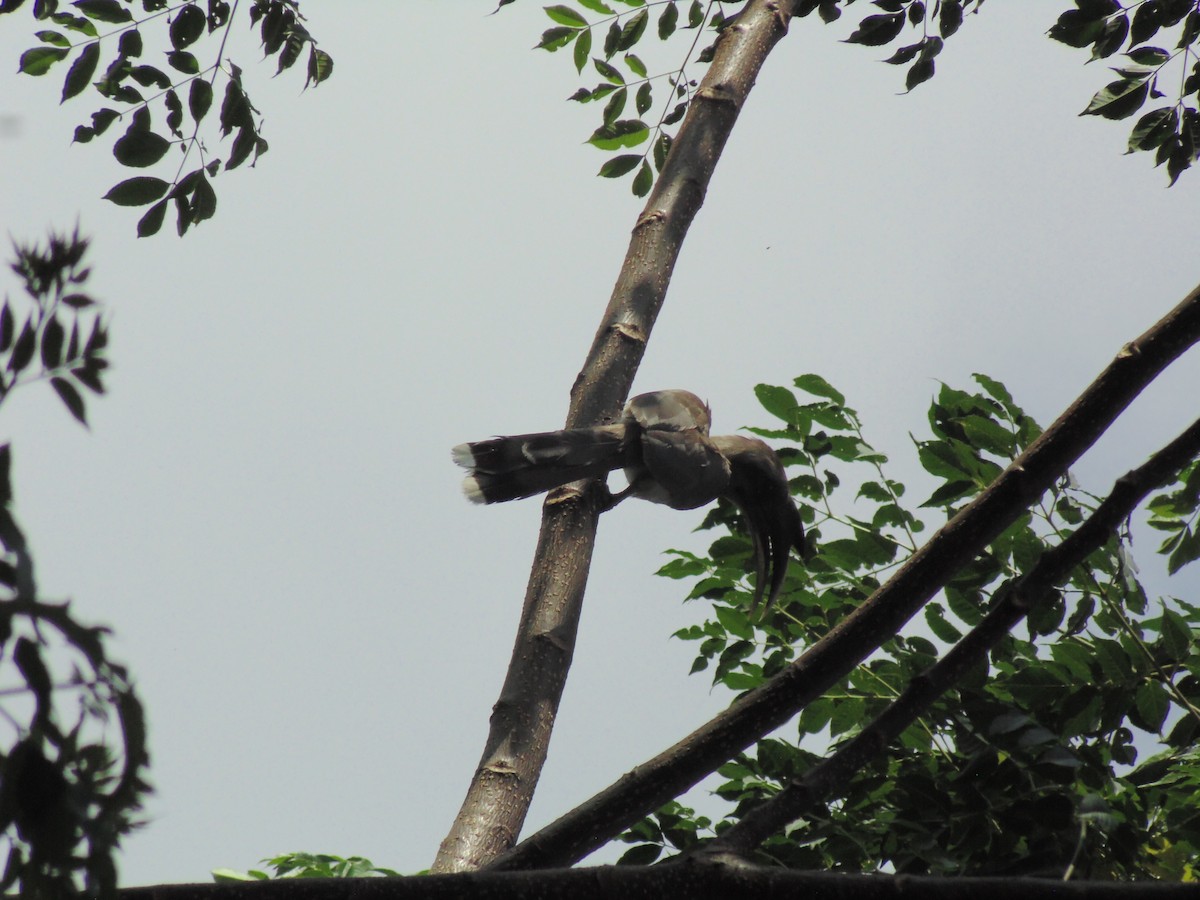 Indian Gray Hornbill - Mayur K. Setty