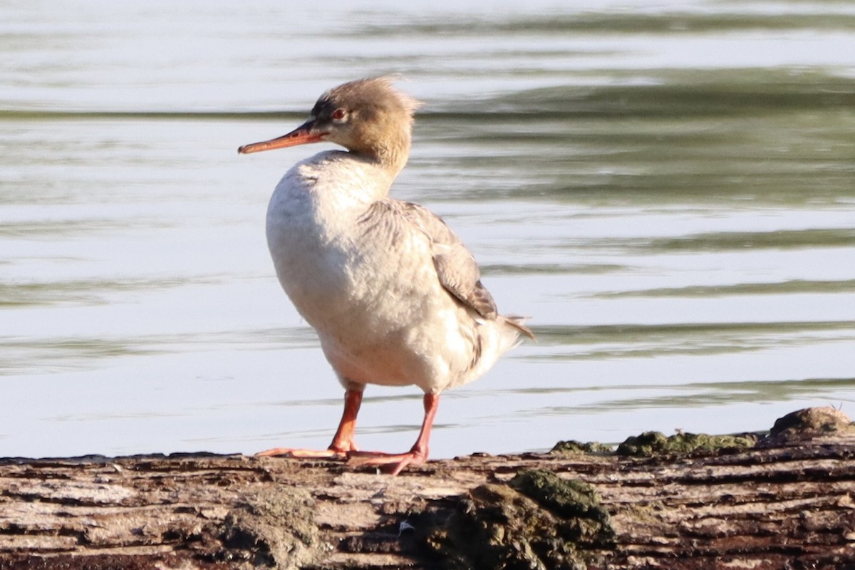 Red-breasted Merganser - John Denice