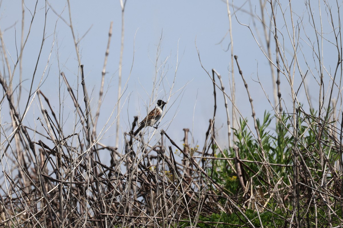 Reed Bunting - Akinori Miura