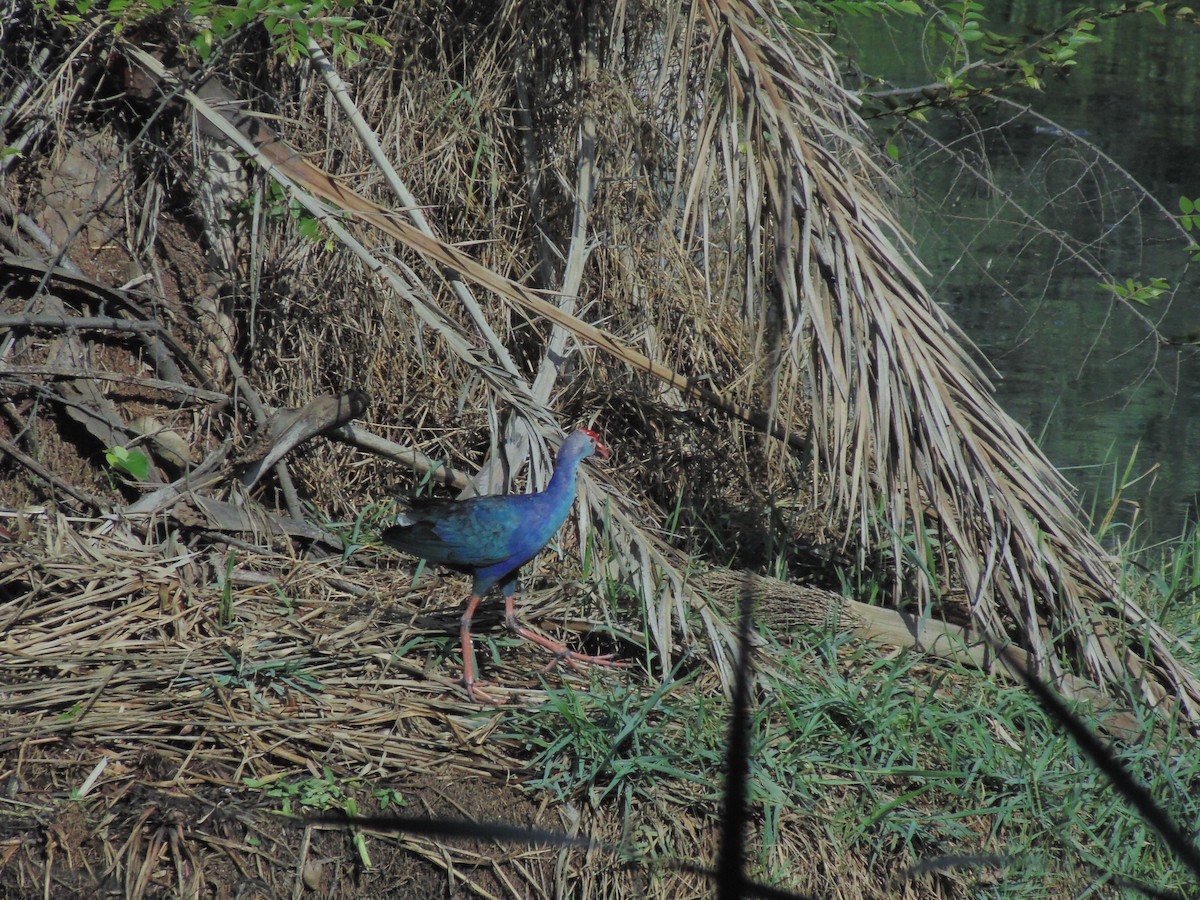 Gray-headed Swamphen - Mayur K. Setty