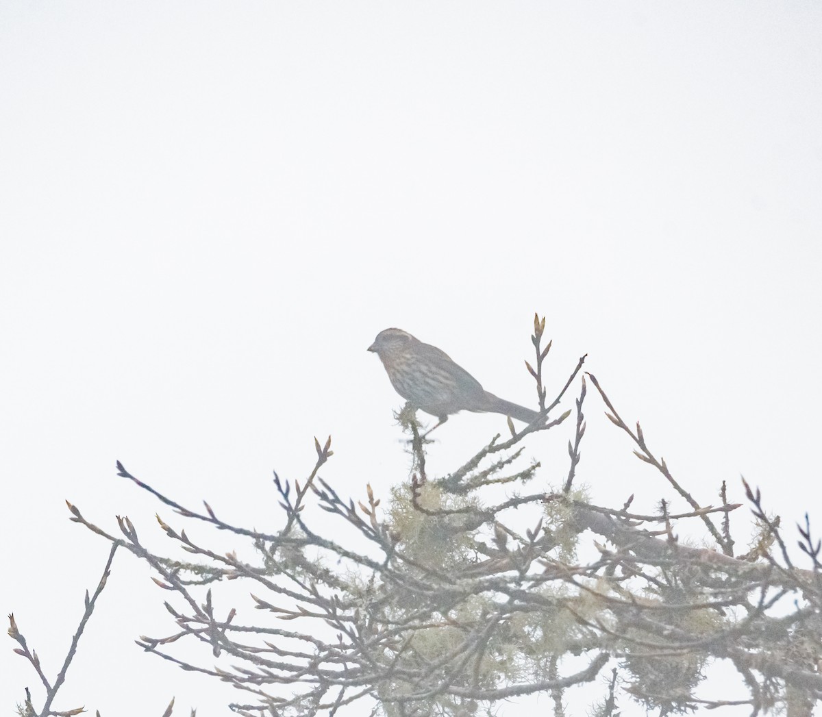 Himalayan White-browed Rosefinch - ML619439030