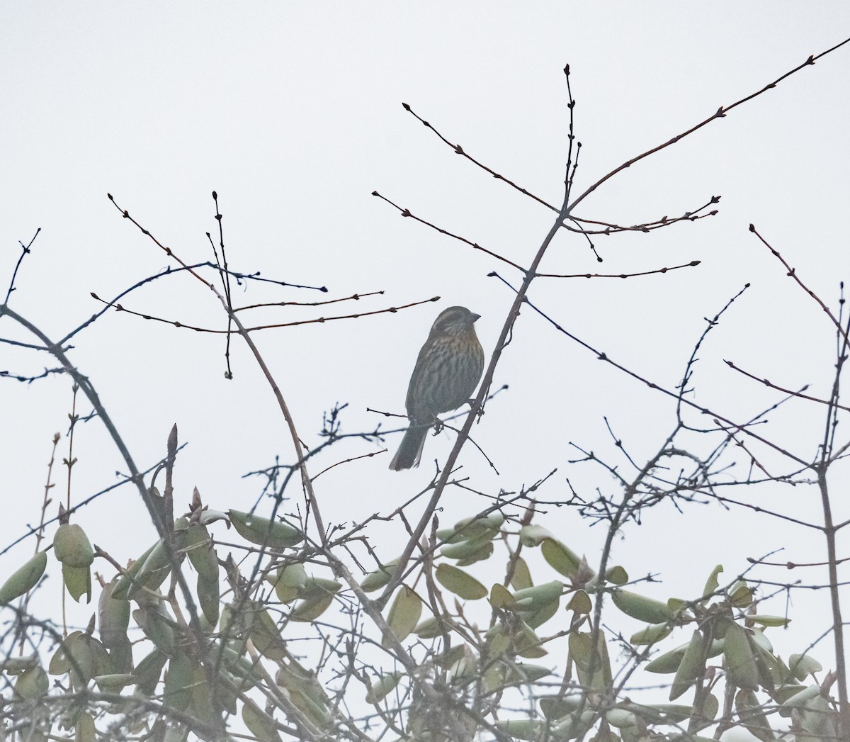 Himalayan White-browed Rosefinch - ML619439031