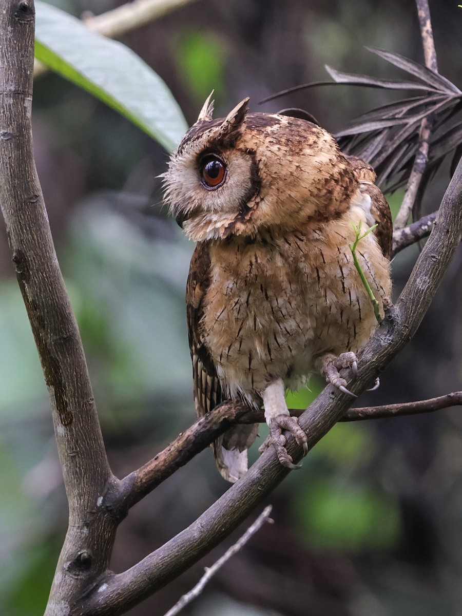 Indian Scops-Owl - Kasiviswanathan A