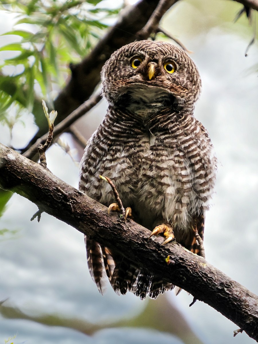 Jungle Owlet - Kasiviswanathan A