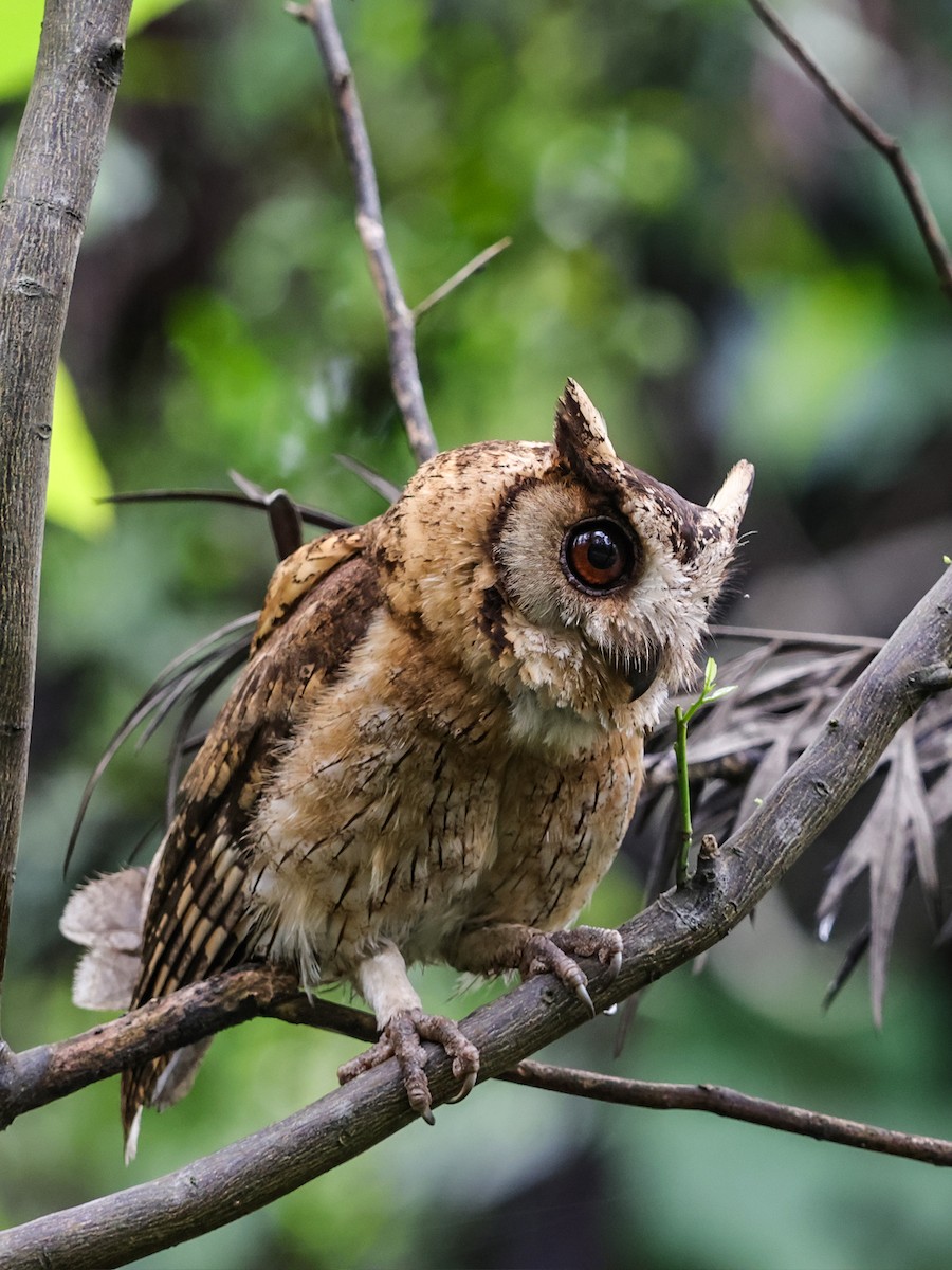 Indian Scops-Owl - Kasiviswanathan A