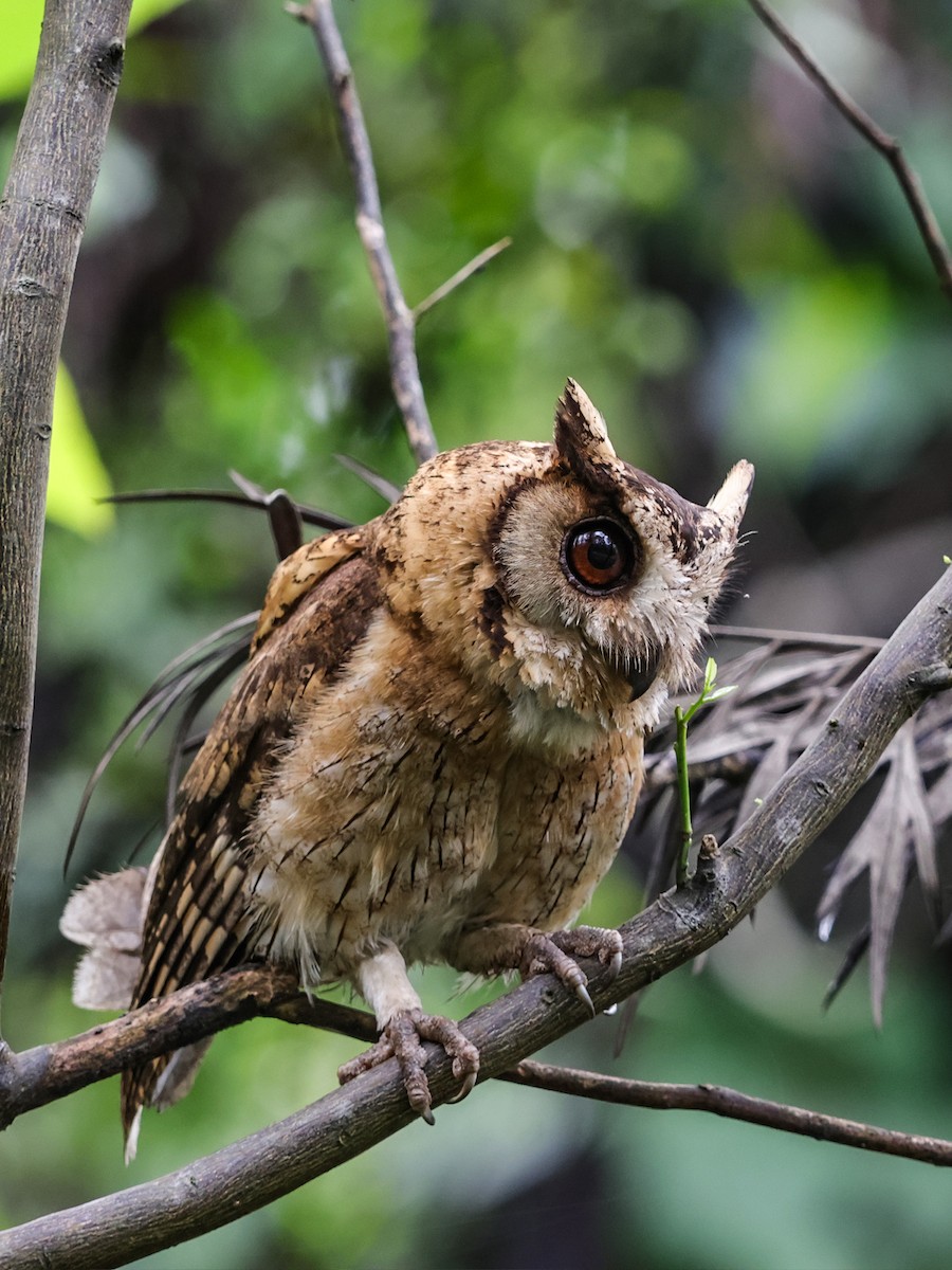 Indian Scops-Owl - ML619439037