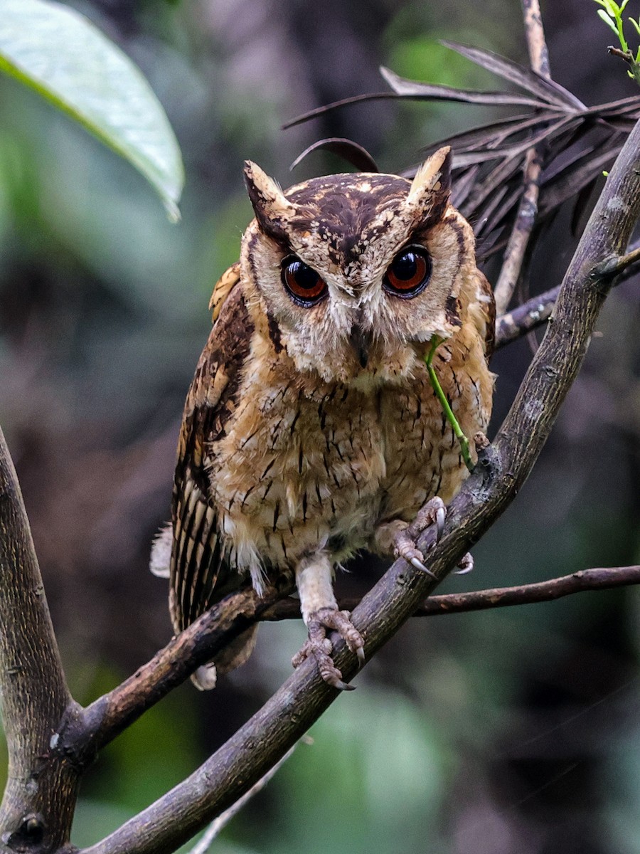 Indian Scops-Owl - Kasiviswanathan A