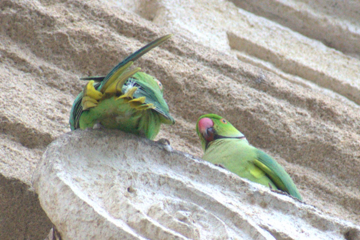 Rose-ringed Parakeet - Bill Hubbard