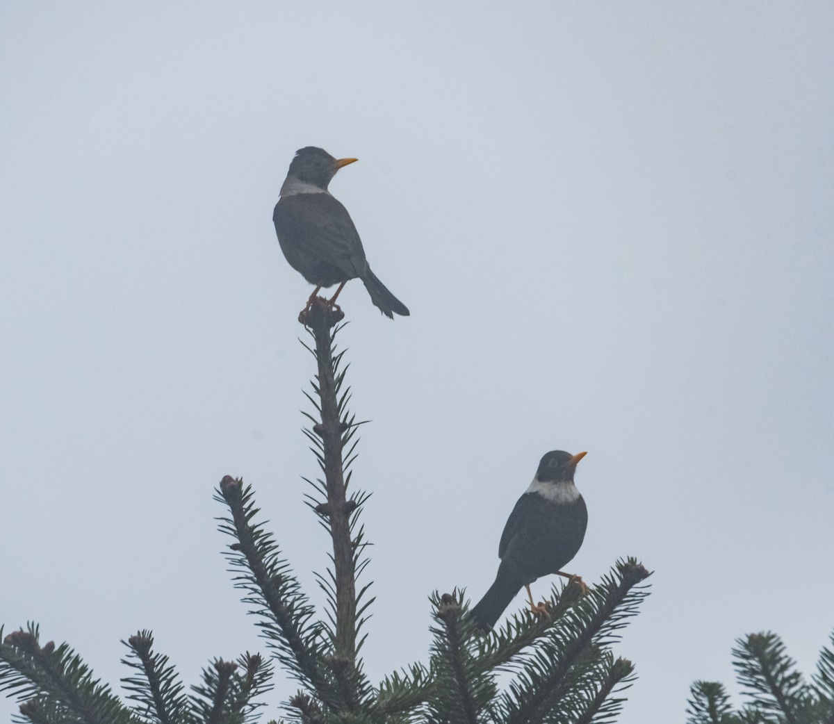 White-collared Blackbird - ML619439059