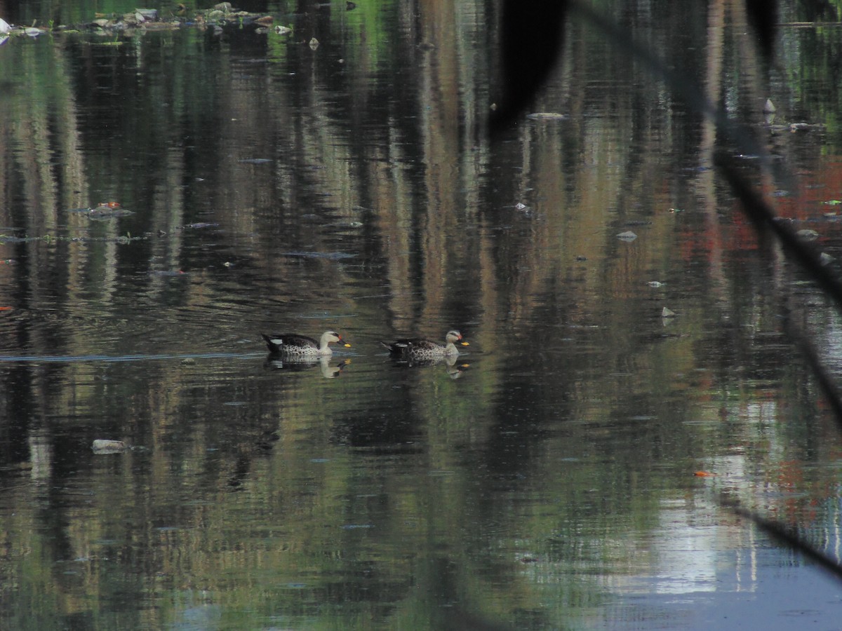 Indian Spot-billed Duck - Mayur K. Setty