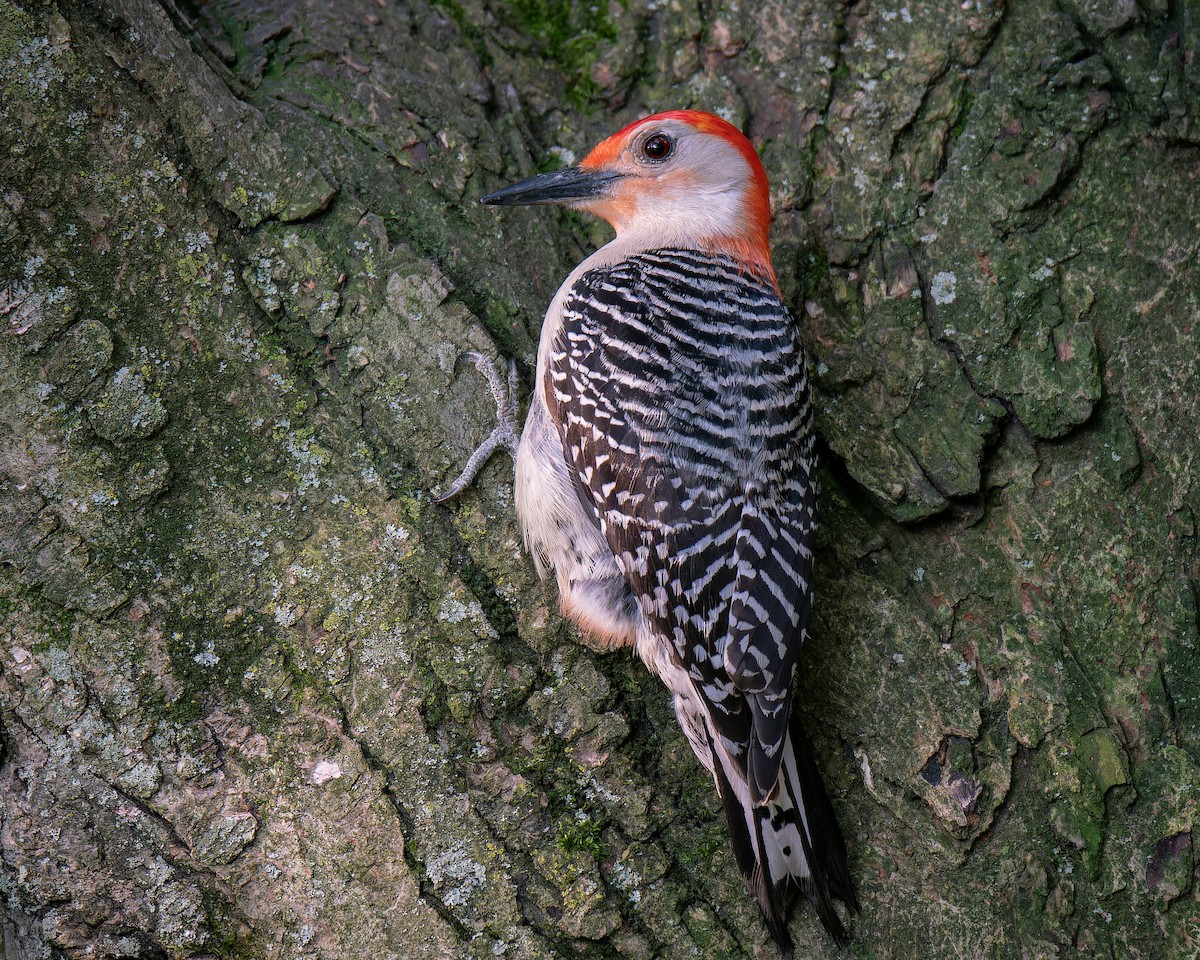 Red-bellied Woodpecker - Carey Sherrill