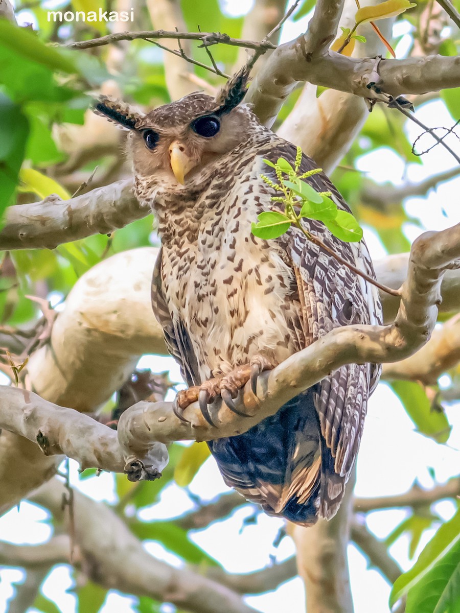 Spot-bellied Eagle-Owl - ML619439074
