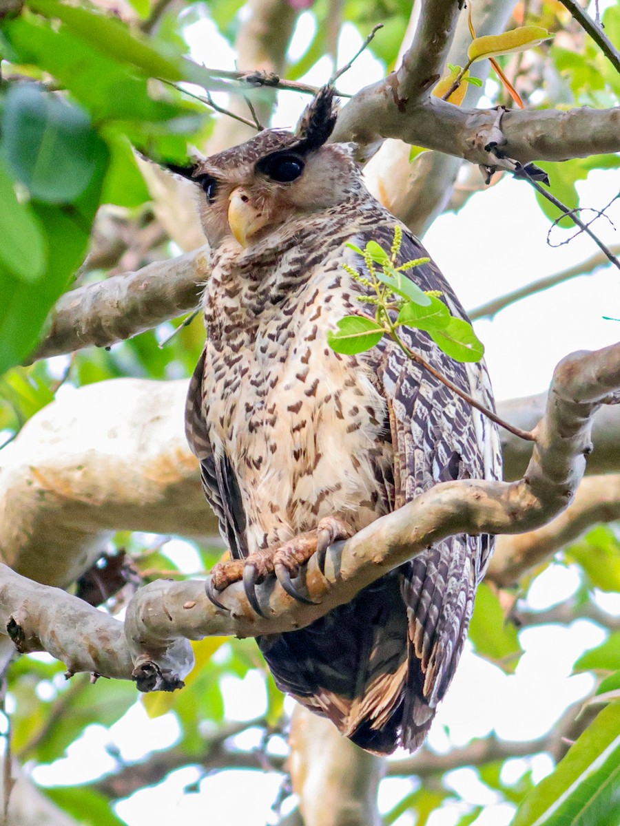 Spot-bellied Eagle-Owl - ML619439076